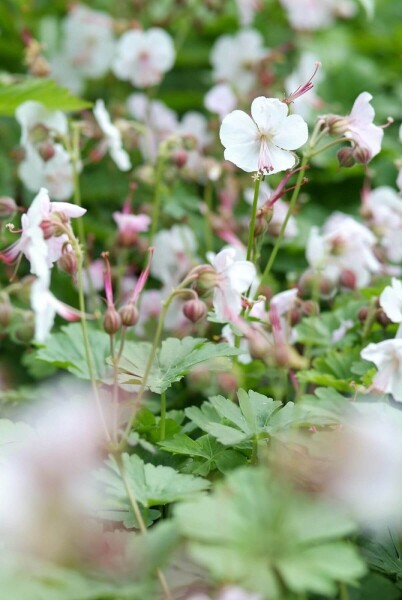 Geranium × cantabrigiense 'Biokovo' Geranium × cantabrigiense 'Biokovo'