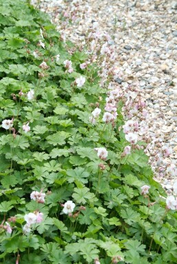 Geranium cantabrigiense 'Biokovo'