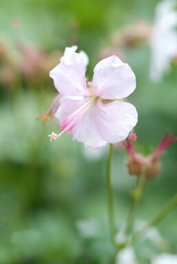 Geranium cantabrigiense 'Biokovo'