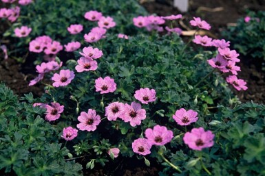 Geranium cinereum 'Ballerina'