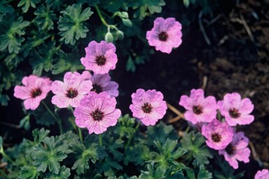 Geranium cinereum 'Ballerina'