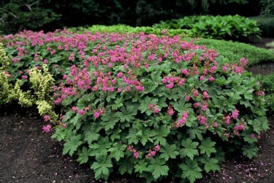 Geranium macrorrhizum