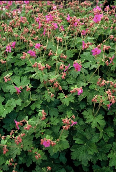 Geranium macrorrhizum 'Bevan's Variety' Geranium macrorrhizum 'Bevan's Variety'