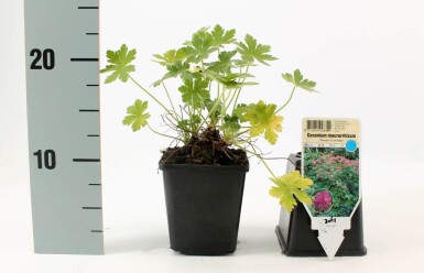 Geranium macrorrhizum 'Bevan's Variety'