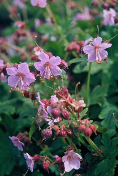 Geranium macrorrhizum 'Ingwersen's Variety'