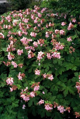 Geranium macrorrhizum 'Ingwersen's Variety'