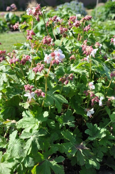 Geranium macrorrhizum 'Spessart' Geranium macrorrhizum 'Spessart'