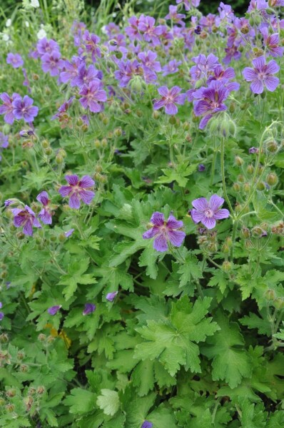 Geranium magnificum Geranium magnificum
