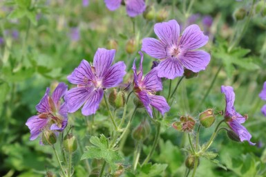 Geranium magnificum