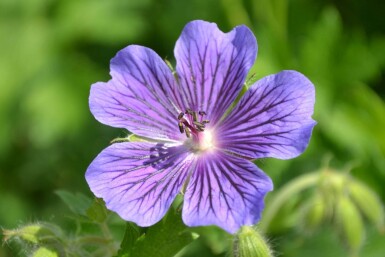 Geranium magnificum