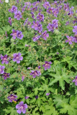 Geranium magnificum