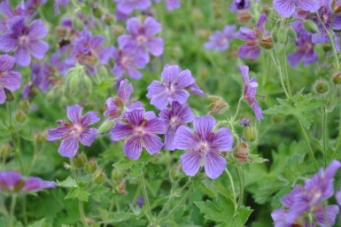 Geranium magnificum