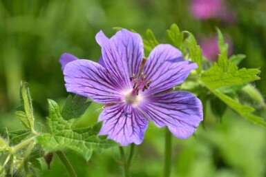 Geranium magnificum