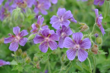 Geranium magnificum