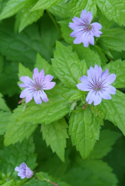 Geranium nodosum Geranium nodosum