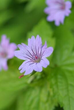 Geranium nodosum