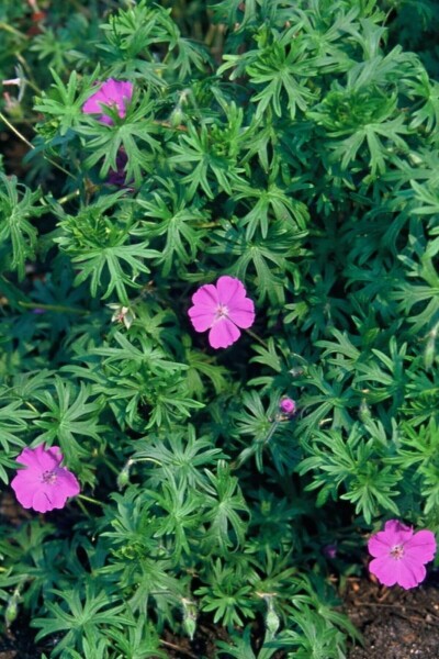 Geranium sanguineum Geranium sanguineum