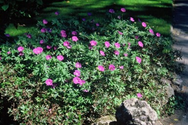 Geranium sanguineum