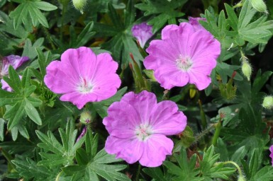 Geranium sanguineum 'Max Frei'