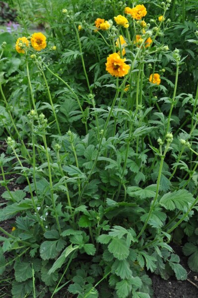 Geum chiloense 'Lady Stratheden' Geum chiloense 'Lady Stratheden'