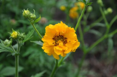 Geum chiloense 'Lady Stratheden'