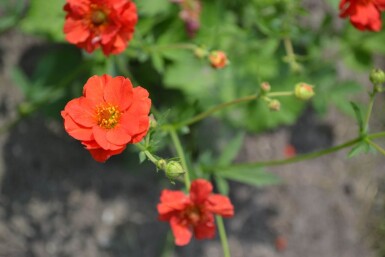 Geum chiloense 'Mrs Bradshaw'