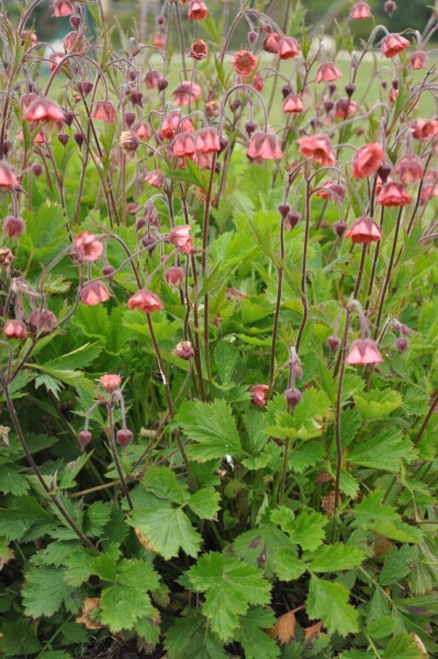 Geum rivale 'Leonard's Variety' Geum rivale 'Leonard's Variety'