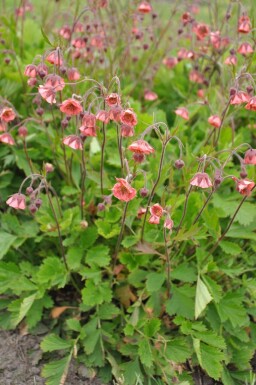 Geum rivale 'Leonard's Variety'