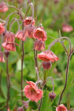 Geum rivale 'Leonard's Variety'