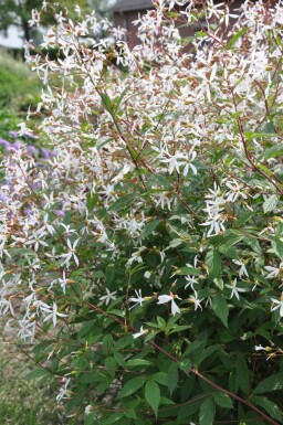 Gillenia trifoliata