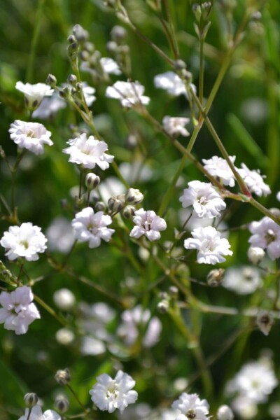 Gypsophila paniculata 'Rosenschleier'