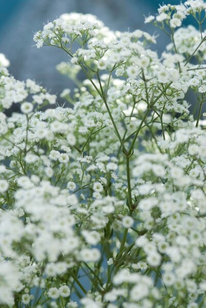 Gypsophila paniculata 'Schneeflocke' Gypsophila paniculata 'Schneeflocke'
