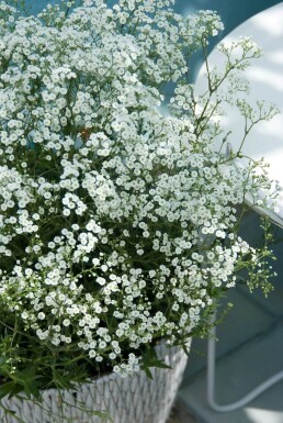 Gypsophila paniculata 'Schneeflocke'