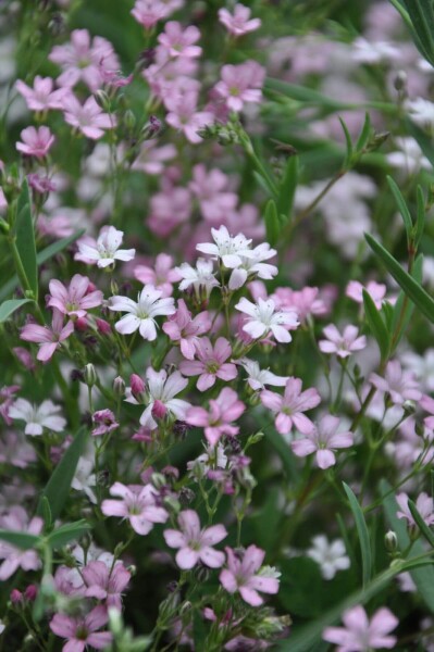 Gypsophila repens 'Rosea' Gypsophila repens 'Rosea'