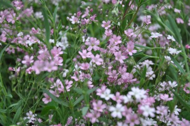 Gypsophila repens 'Rosea'