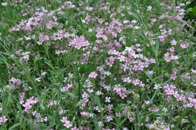 Gypsophila repens 'Rosea'