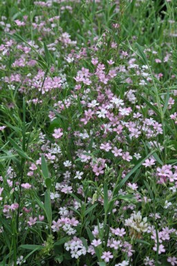 Gypsophila repens 'Rosea'