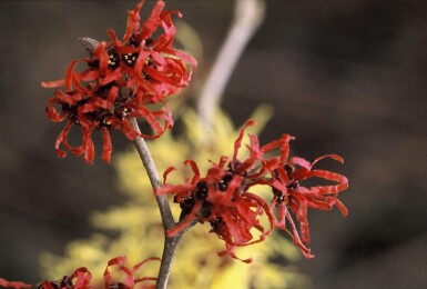 Hamamelis intermedia 'Diana'