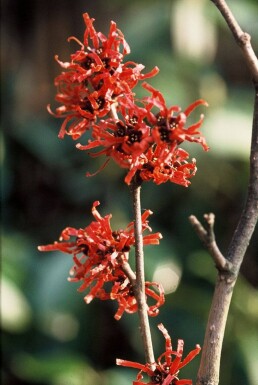 Hamamelis intermedia 'Diana'