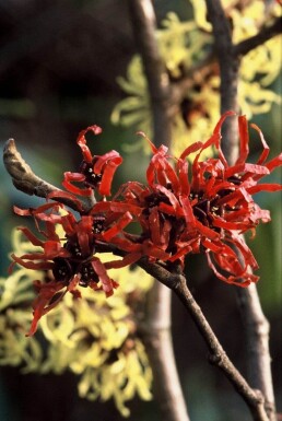 Hamamelis intermedia 'Diana'