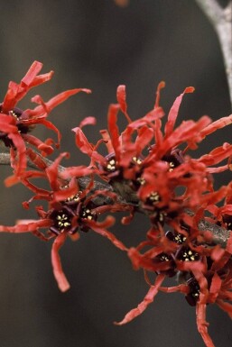 Hamamelis intermedia 'Diana'