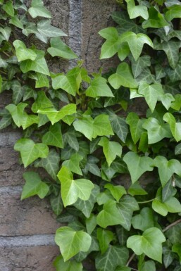 Hedera helix