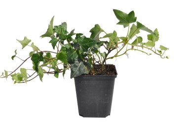 Hedera helix