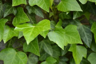 Hedera helix