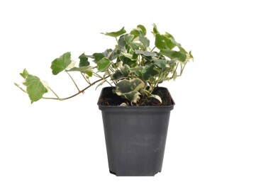 Hedera helix 'Glacier'