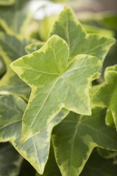 Hedera helix 'Goldchild' Hedera helix 'Goldchild'
