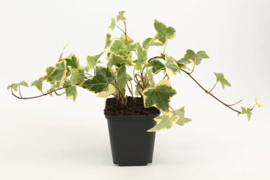 Hedera helix 'Goldchild'