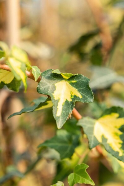 Hedera helix 'Goldheart' Hedera helix 'Goldheart'