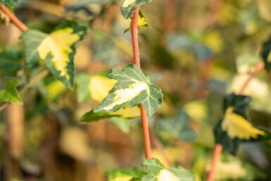 Hedera helix 'Goldheart'