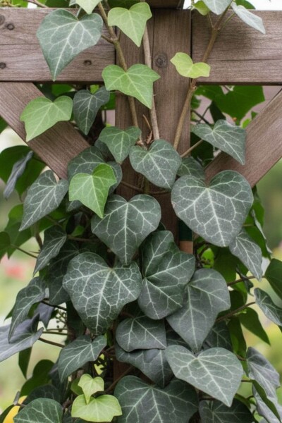 Hedera helix 'Plattensee' Hedera helix 'Plattensee'